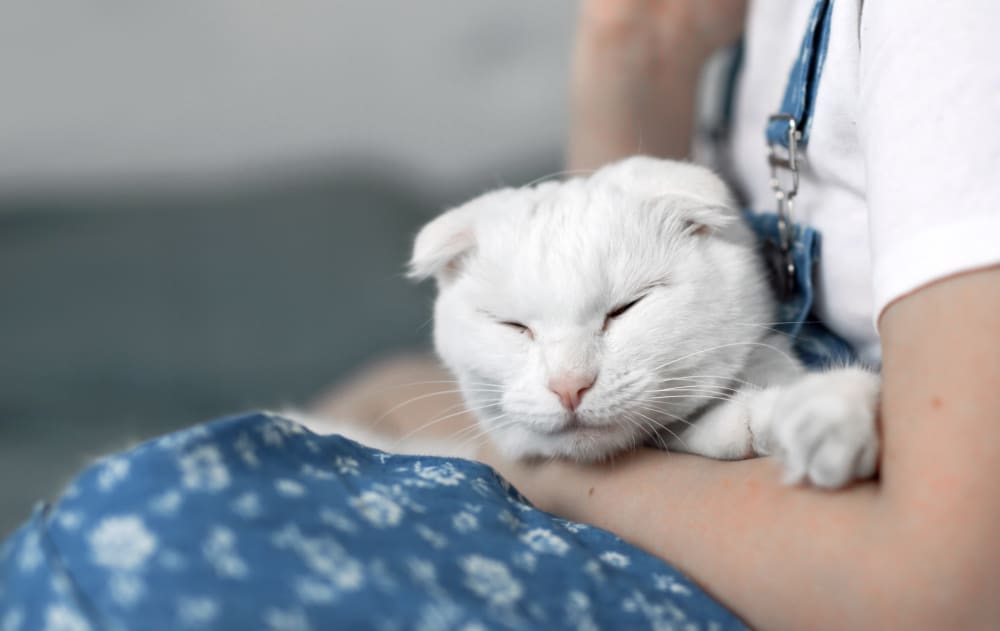 Welcome to Animal Clinic of Benicia | Vet Benicia Welcome to Animal Clinic of Benicia | Vet Benicia