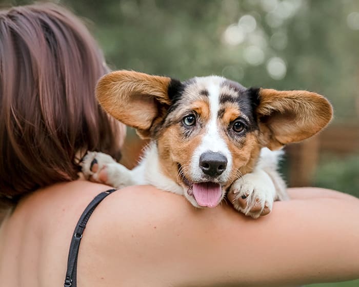 Spaying & Neutering, Benicia Veterinarians