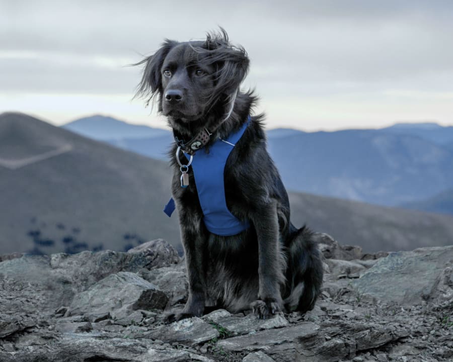 Veterinarian-Issued Health Certificates for Traveling
